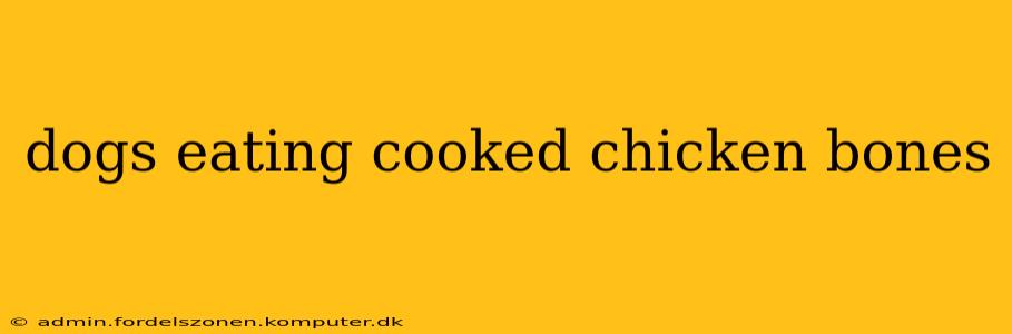 dogs eating cooked chicken bones