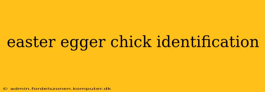 easter egger chick identification