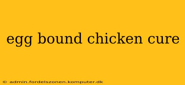 egg bound chicken cure