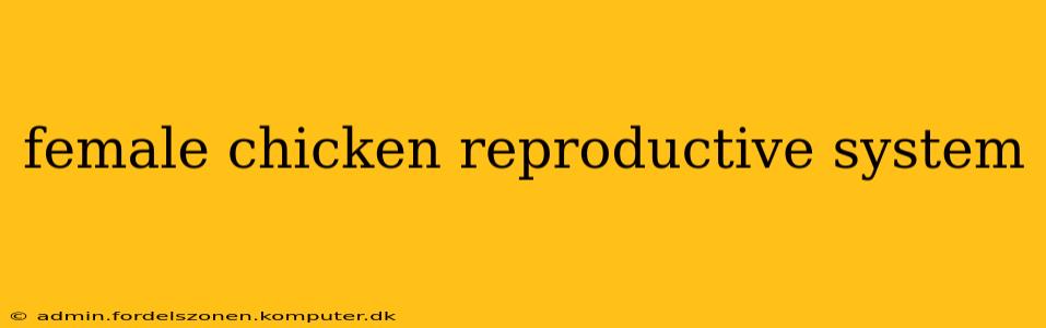 female chicken reproductive system