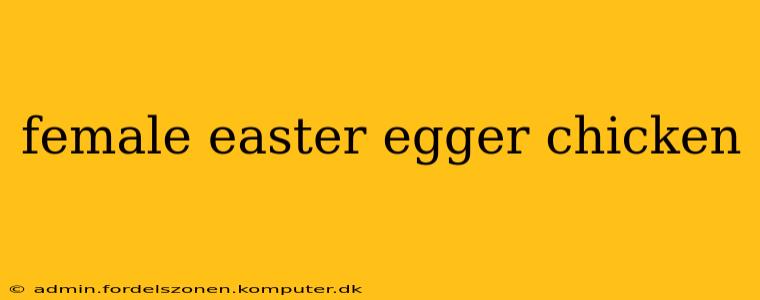 female easter egger chicken