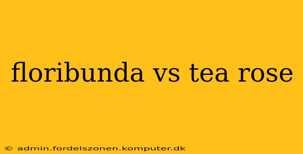floribunda vs tea rose