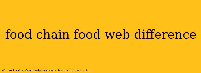 food chain food web difference