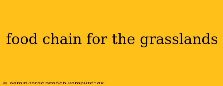 food chain for the grasslands