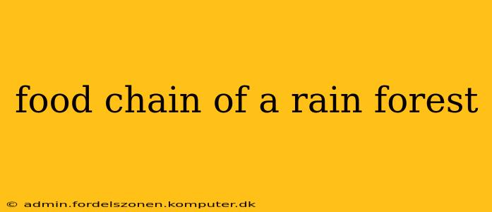 food chain of a rain forest