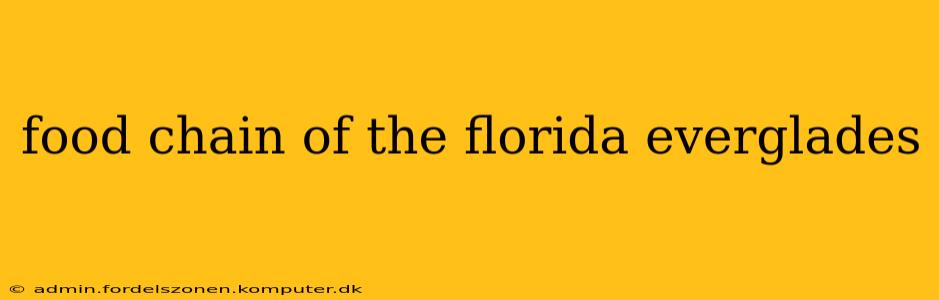 food chain of the florida everglades