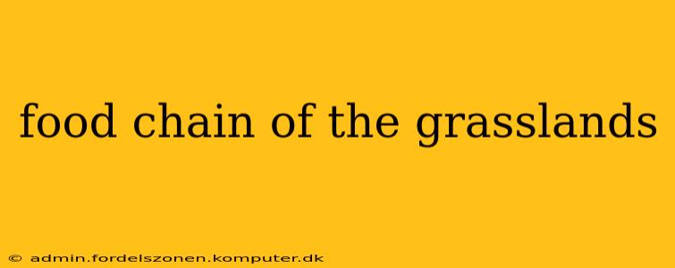 food chain of the grasslands