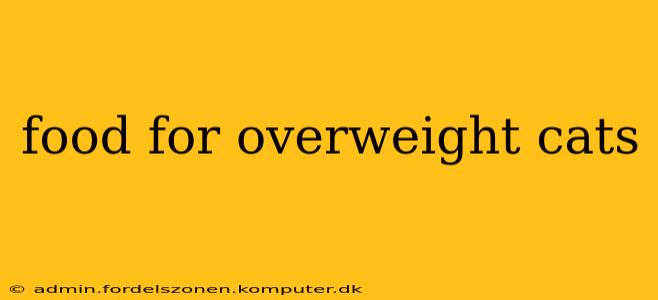food for overweight cats