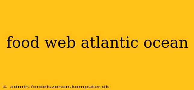 food web atlantic ocean