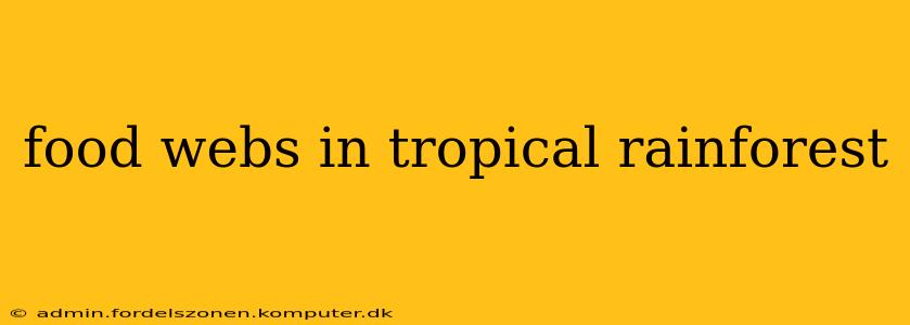 food webs in tropical rainforest