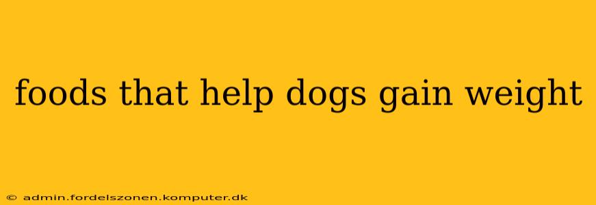 foods that help dogs gain weight
