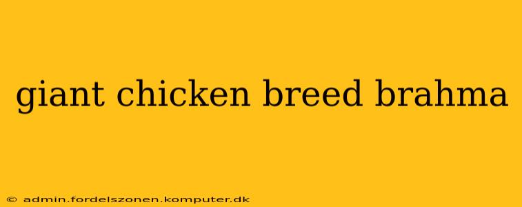 giant chicken breed brahma