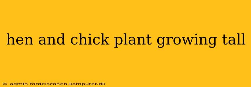 hen and chick plant growing tall