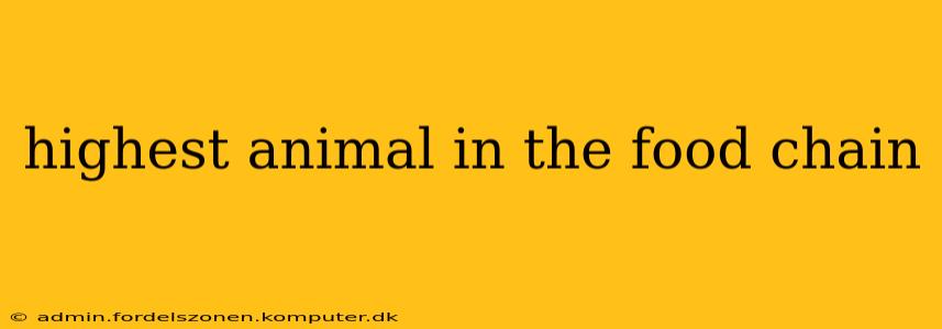 highest animal in the food chain