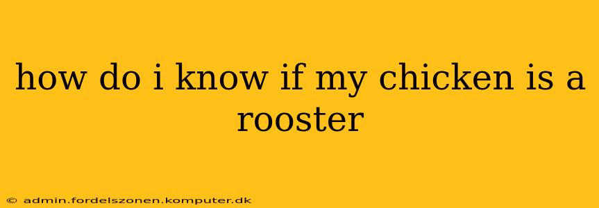 how do i know if my chicken is a rooster