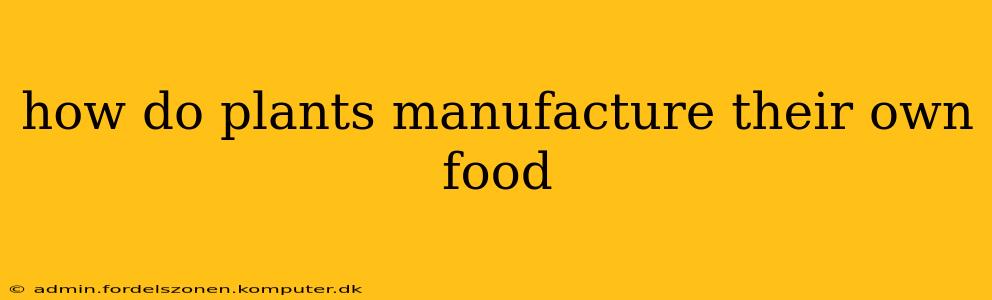 how do plants manufacture their own food