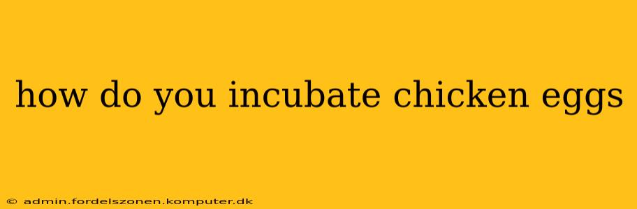 how do you incubate chicken eggs
