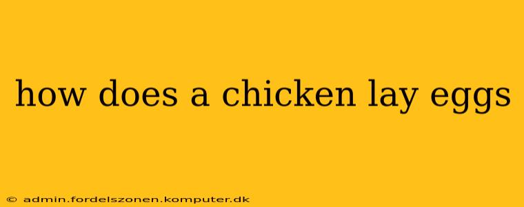 how does a chicken lay eggs