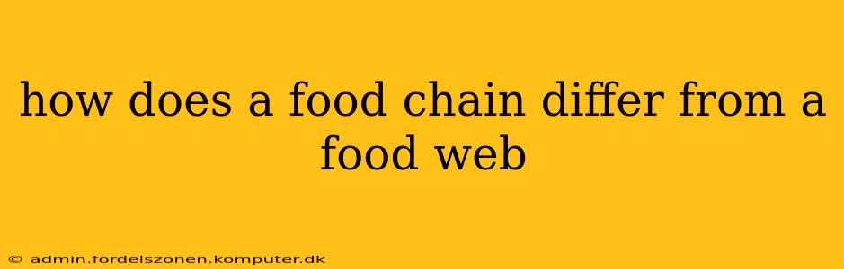 how does a food chain differ from a food web