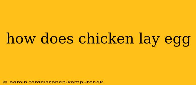 how does chicken lay egg