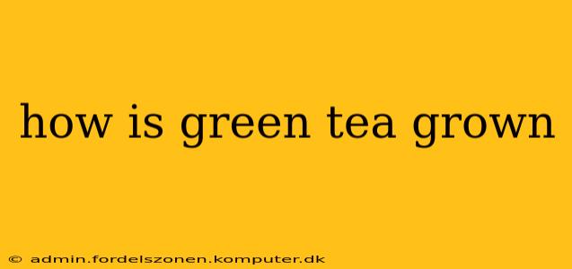 how is green tea grown