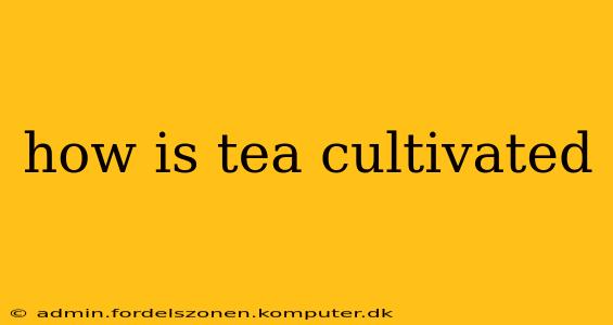 how is tea cultivated