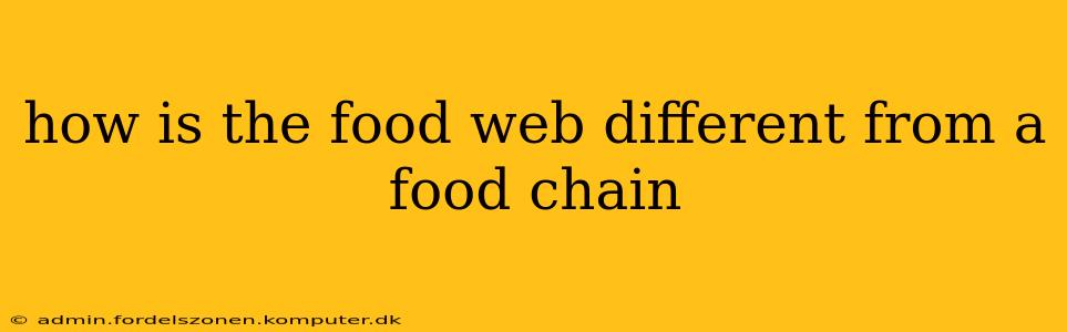 how is the food web different from a food chain