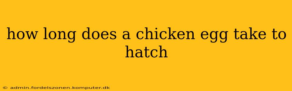 how long does a chicken egg take to hatch