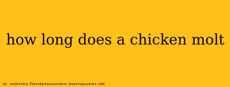 how long does a chicken molt