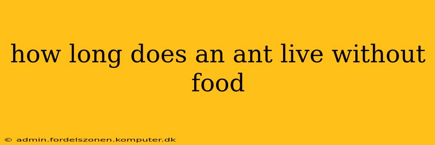 how long does an ant live without food