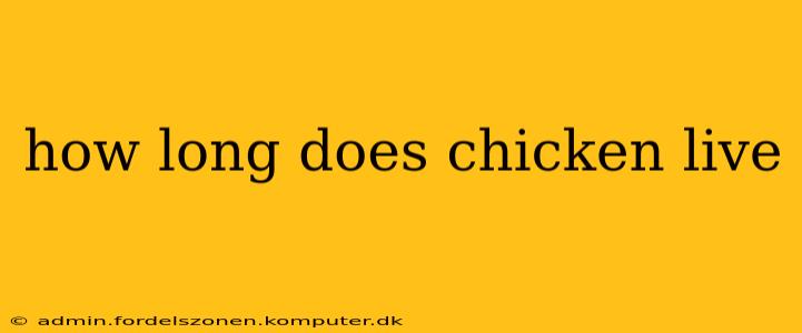 how long does chicken live