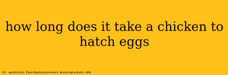 how long does it take a chicken to hatch eggs