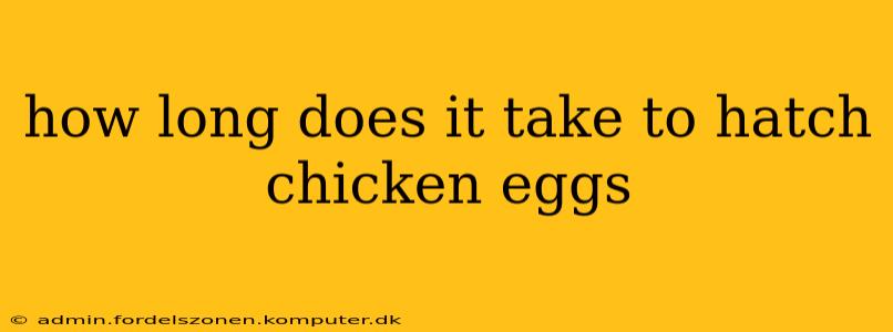 how long does it take to hatch chicken eggs