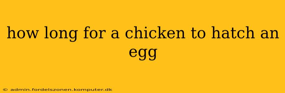 how long for a chicken to hatch an egg