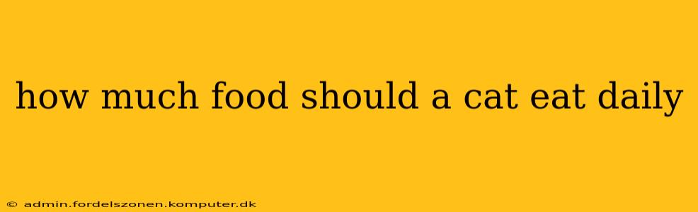 how much food should a cat eat daily