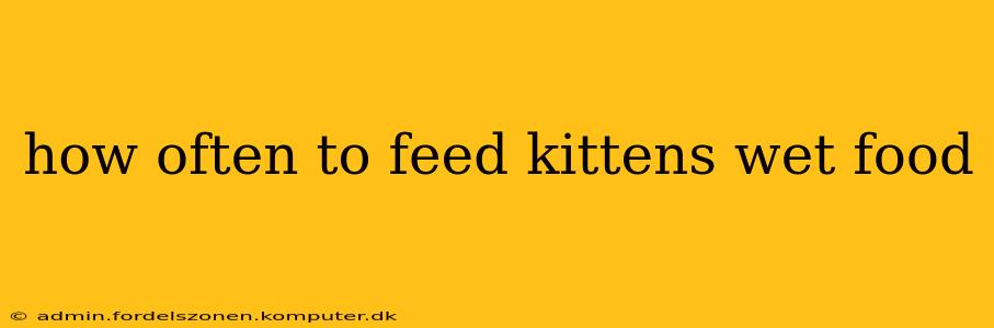 how often to feed kittens wet food