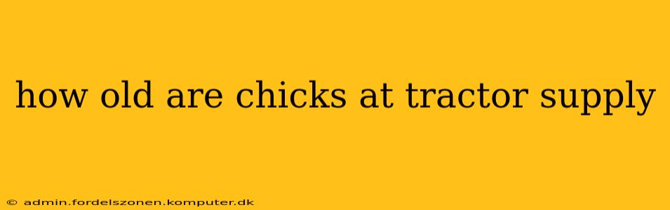 how old are chicks at tractor supply