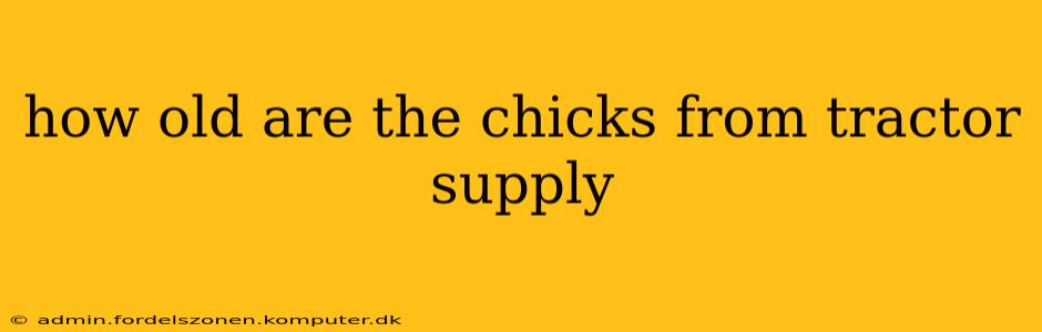 how old are the chicks from tractor supply