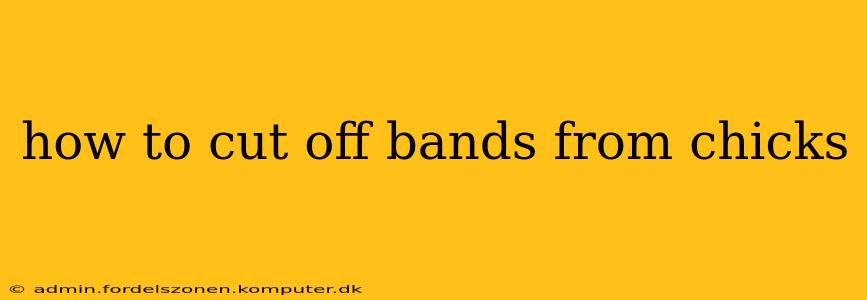 how to cut off bands from chicks