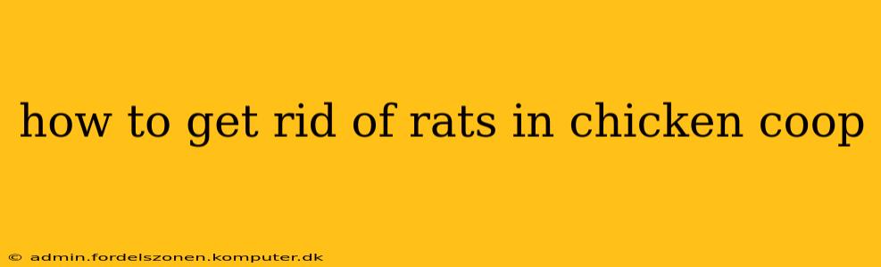 how to get rid of rats in chicken coop