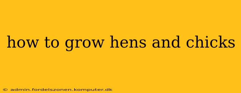 how to grow hens and chicks