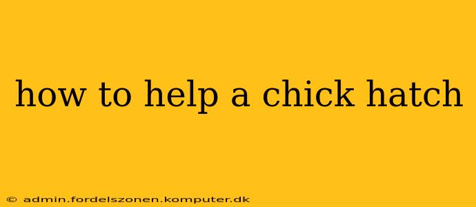 how to help a chick hatch