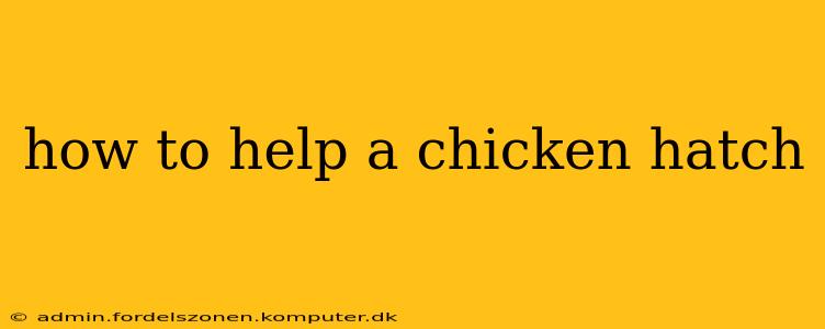 how to help a chicken hatch