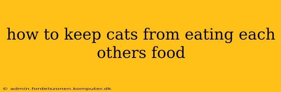 how to keep cats from eating each others food