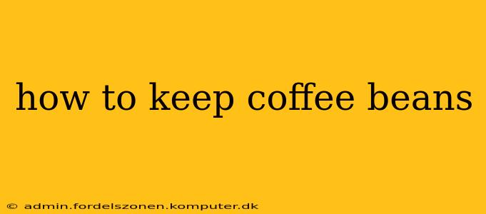 how to keep coffee beans