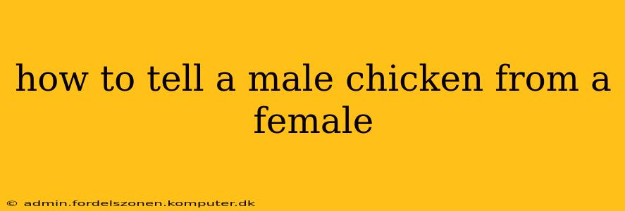 how to tell a male chicken from a female
