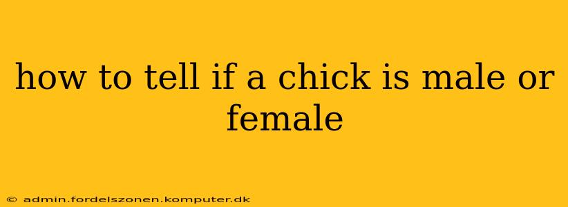 how to tell if a chick is male or female