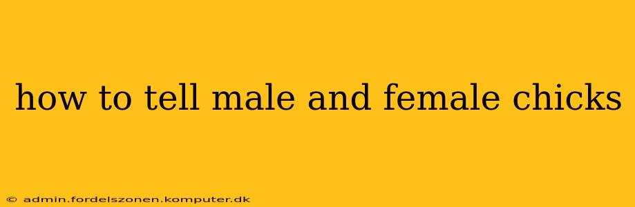 how to tell male and female chicks