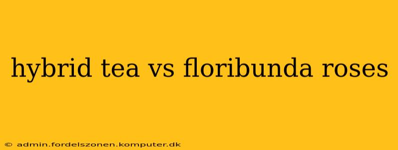 hybrid tea vs floribunda roses