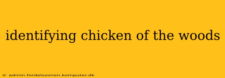 identifying chicken of the woods